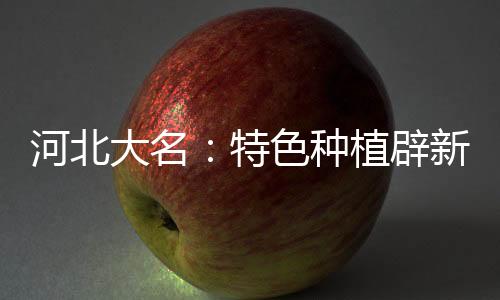 河北大名🏎：特色种植辟新路 大棚鲜花助农增收